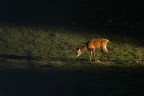 Giovane cervo all'alba