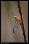 Funny insect