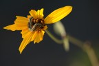 bruco nel giallo
