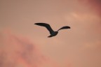 in volo