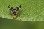 piccola creatura