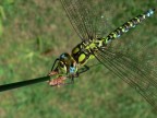 ancora Libellula