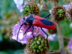 il rosso e il nero