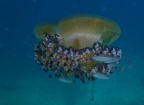 Medusa Cassiopea e ospiti