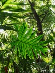 giardino all'inglese di caserta