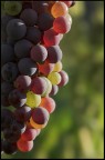 i  colori dell'uva