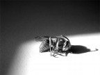 ape (natura morta)