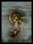 the Lions