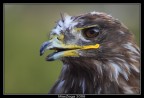 Faccia da Aquila