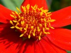 giallo-rosso