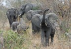 Scatti Africani