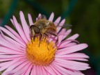 Beeeeeeeee :D