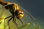 Close up di libellula