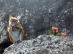 Uno splendido macaco si mangia la caramella appena data dai turisti