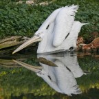Pellicano ...