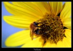 Yellow#2