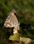 Piedistallo