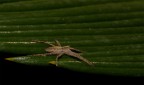 Pisaura mirabilis