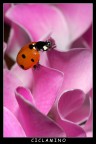 CICLAMINO