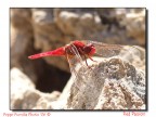 Red Passion