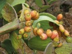 Fichi d'india