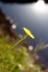  solo un fiore...