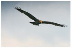 Falco di palude