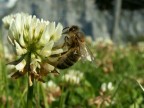 la mia prima foto che posto, quindi non ho speranze... 

ero ad Wengen in svizzera, e dopo un riposino in mezzo al verde, mi sono accorto che intorno c'erano un sacco di api tremendamente laboriose.
Presa la macchina, selezionato il fiorellino a forma di tulipano :-) mi sono lanciato nel mondo della macro...