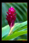 fiore jamaicano