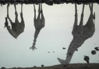 riflessi