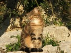 Gatto