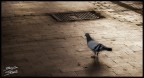 Piccione