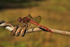 libellula