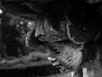 Uno dei quattro supporti di una fontana sul retro della villa Borromeo di arcore