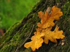Autunno