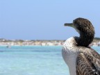 Cormorano2