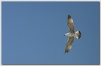 volando