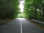 viale alberato