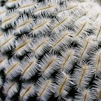 Vegetable textures (Contest textures)