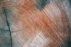 contest #21 texture