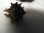 impossibile fare foto senza che lei si impicci...