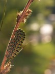 waiting... (Papilio machaon) waiting... (Papilio machaon)