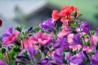 fiori...