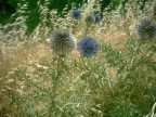 fiore del deserto