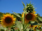 girasoli