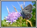 farfallina