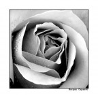 Fiore