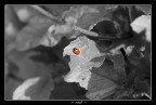 - red -