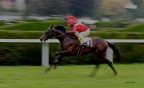 Horse panning