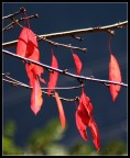 autunno controluce